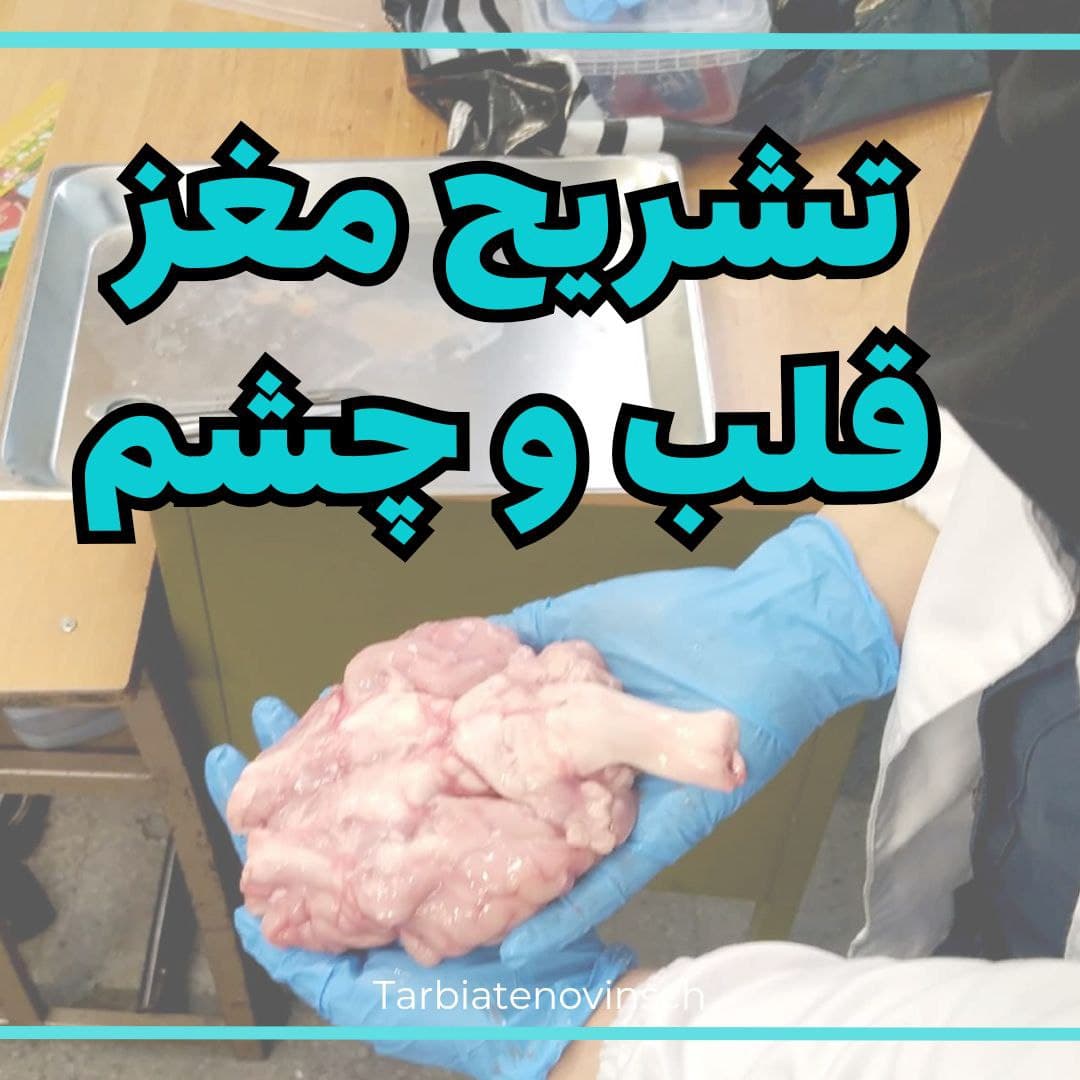اردوی علمی تشریح مغز قلب و چشم